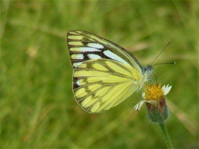 Wet season form, shot in Trichy on 25-04-09