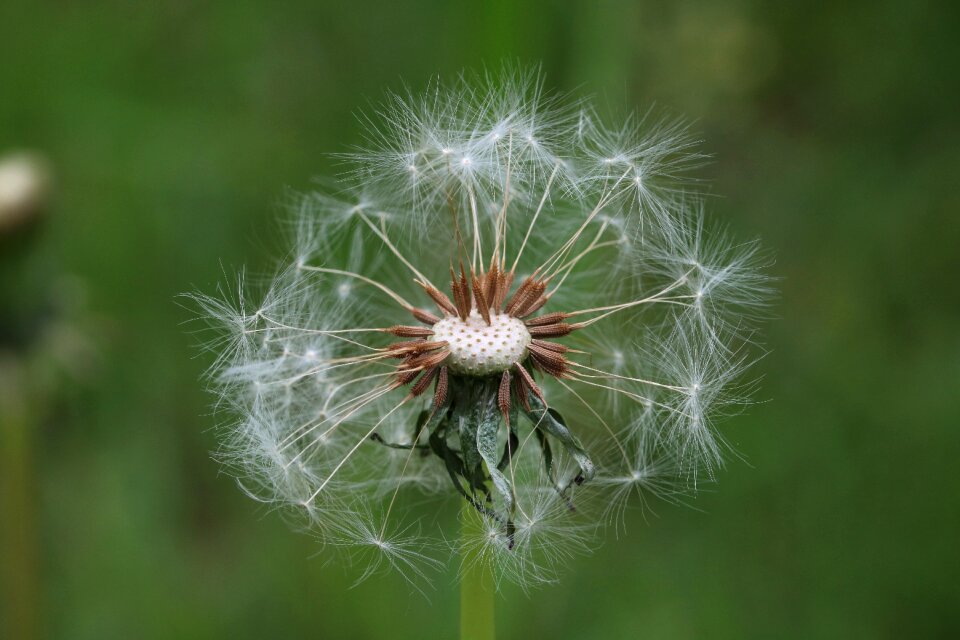 Plants pool dandelion mr hall