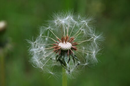 Plants pool dandelion mr hall