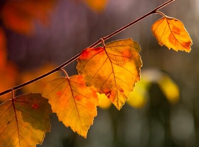 Morning nature season