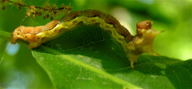 Caterpillar of Erannis defoliaria, found in Berlin, Germany