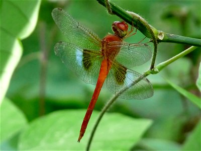 Tholymis tillarga male Tholymis tillarga, the Coral-tailed Cloudwing, is a medium sized red dragonfly with brown and white hindwing patch. The female lacks the white patches on hindwings compared to t photo