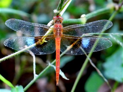Tholymis tillarga male Tholymis tillarga, the Coral-tailed Cloudwing, is a medium sized red dragonfly with brown and white hindwing patch. The female lacks the white patches on hindwings compared to t photo