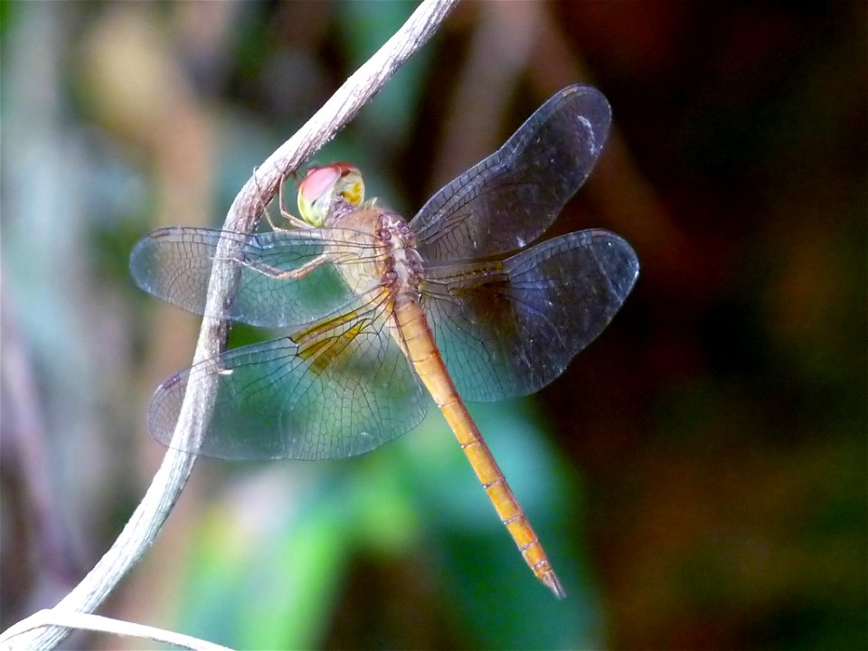 Tholymis tillarga young male
Tholymis tillarga, the Coral-tailed Cloudwing, is a medium sized red dragonfly with brown and white hindwing patch. The female lacks the white patches on hindwings compare