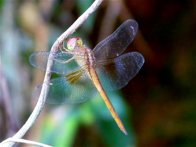 Tholymis tillarga young male Tholymis tillarga, the Coral-tailed Cloudwing, is a medium sized red dragonfly with brown and white hindwing patch. The female lacks the white patches on hindwings compare photo