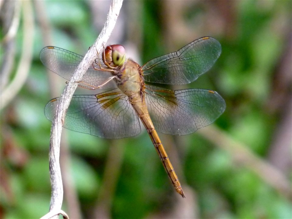 Tholymis tillarga young male
Tholymis tillarga, the Coral-tailed Cloudwing, is a medium sized red dragonfly with brown and white hindwing patch. The female lacks the white patches on hindwings compare