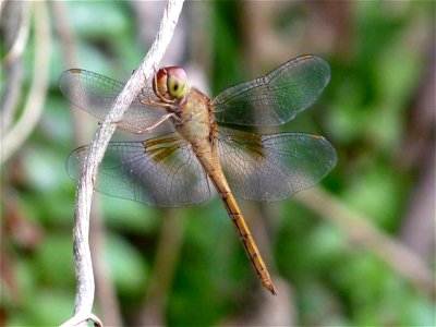 Tholymis tillarga young male Tholymis tillarga, the Coral-tailed Cloudwing, is a medium sized red dragonfly with brown and white hindwing patch. The female lacks the white patches on hindwings compare photo