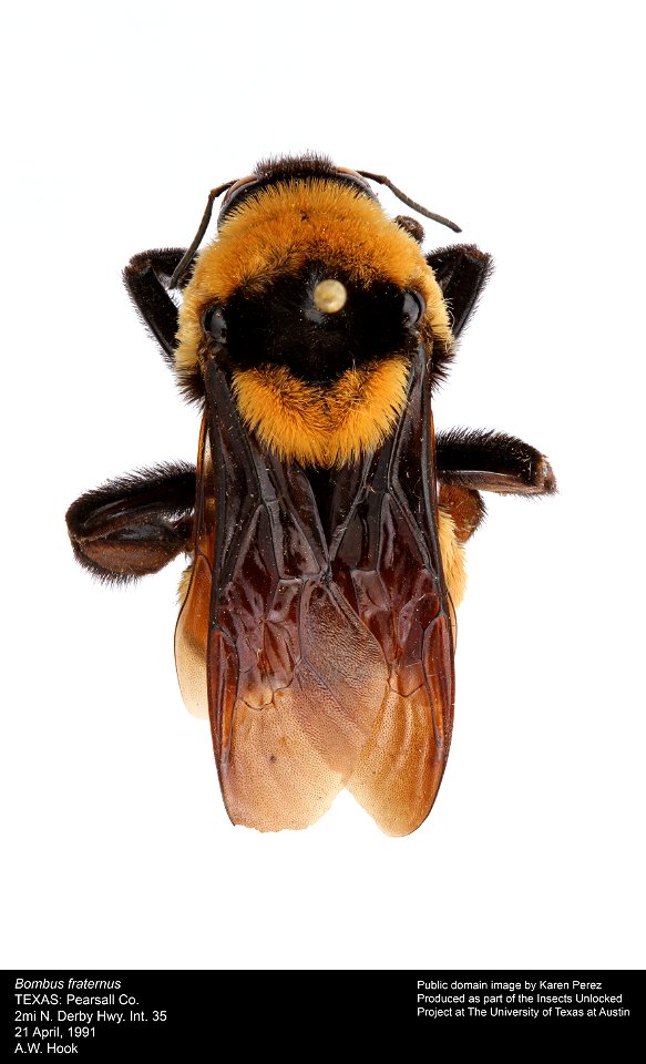 Public domain image by Karen Perez produced as part of the Insects Unlocked project at The University of Texas at Austin