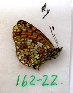 FRANCE.  Languedoc, Ariege 09, Ustou, Etang de la Hillette, 1800m,    <a href="http://nymphalidae.utu.fi/story.php?code=NW162-22" rel="nofollow">see in our database</a>