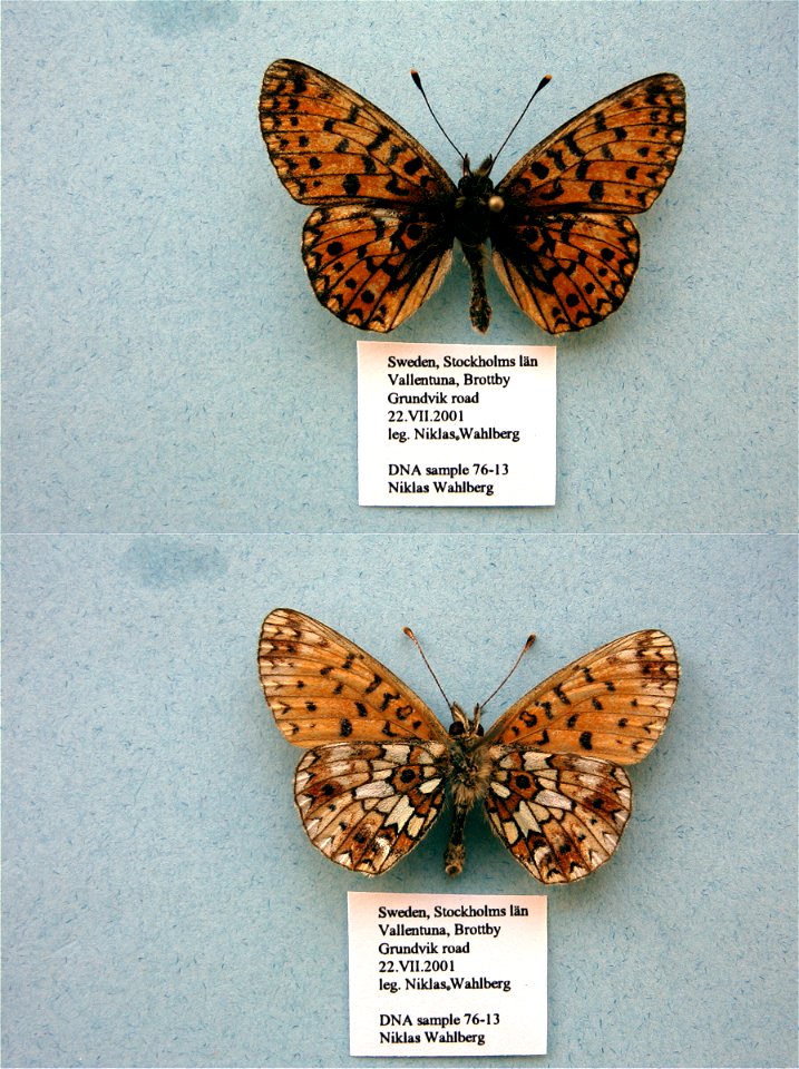 SWEDEN.  Vallentuna, StockholmslÃ¤n,  MPE 2003, ISE 2006, SysBiodiv 2010,  Exemplar,  <a href="http://nymphalidae.utu.fi/story.php?code=NW76-13" rel="nofollow">see in our database</a>