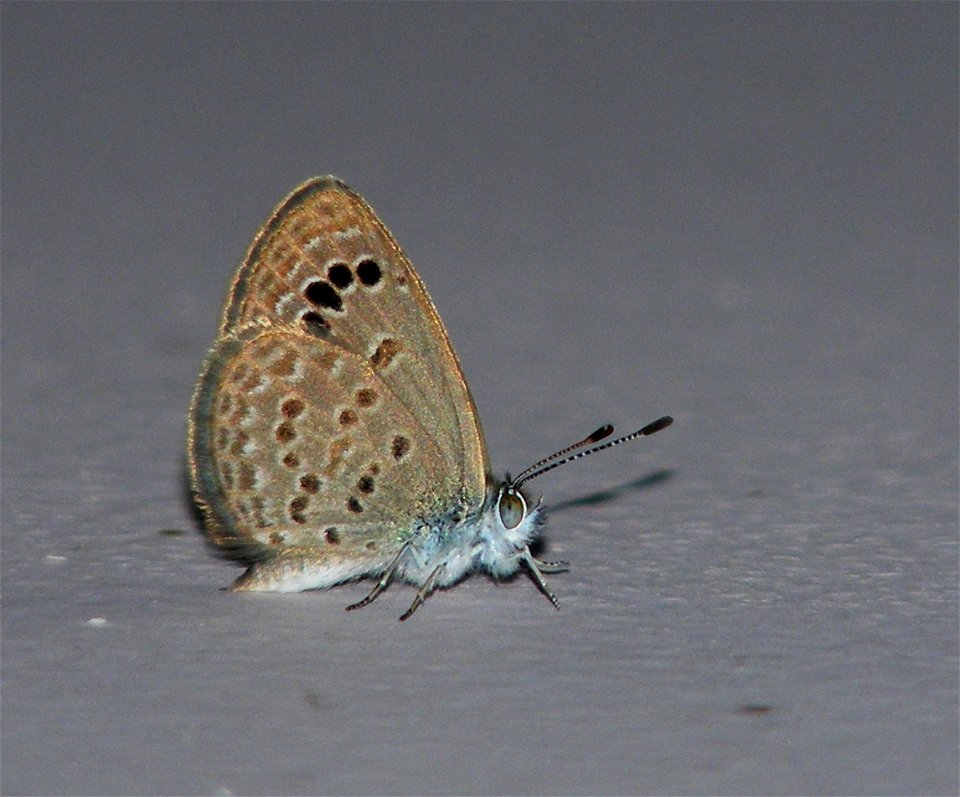 Life Cycle of Lesser Grass Blue_Zizina otis