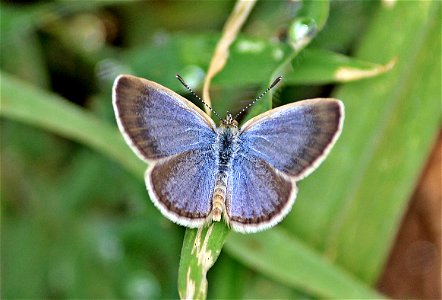 Zizina otis Fabricius, 1787 – Lesser Grass Blue