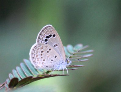 Zizina otis Fabricius, 1787 – Lesser Grass Blue