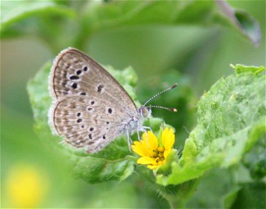 Zizina otis Fabricius, 1787 – Lesser Grass Blue