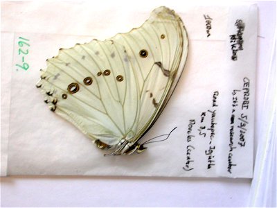 MEXICO.  Morales, Road Yautopec-Jojutla, km 8.5, CEPROBI,    <a href="http://nymphalidae.utu.fi/story.php?code=NW162-9" rel="nofollow">see in our database</a>