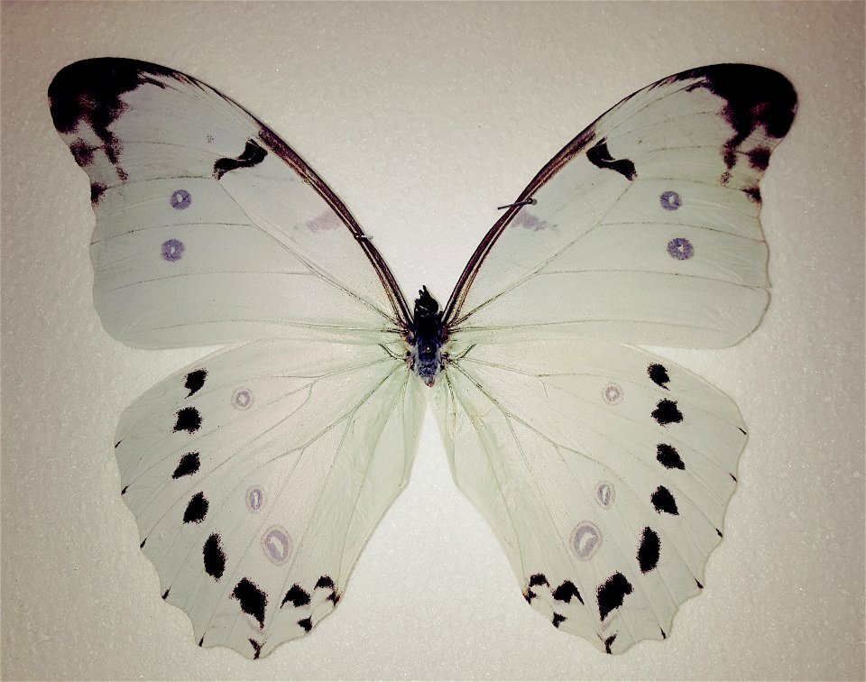 Purchased for taking public domain photos of, since there were no very detailed ones of this species.  THIS SPECIMEN IS MISSING ITS ABDOMEN: Bicbugs removes them from certain species, including Morpho
