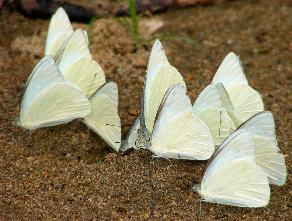 Males in mud puddling!!
