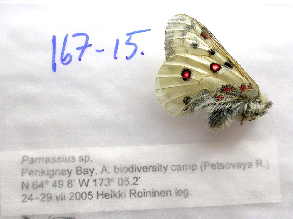 RUSSIA.  Penkigney Bay, Petsovaya R., Biodiversity Camp A.,  PRS 2012,   <a href="http://nymphalidae.utu.fi/story.php?code=NW167-15" rel="nofollow">see in our database</a>