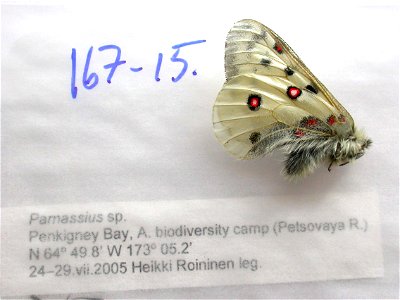 RUSSIA. Penkigney Bay, Petsovaya R., Biodiversity Camp A., PRS 2012, <a href="http://nymphalidae.utu.fi/story.php?code=NW167-15" rel="nofollow">see in our database</a> photo