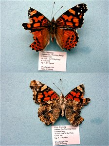 UNITED STATES OF AMERICA.  Sublette Co., WY,  BJLS 2005, SystEnt 2011,  Exemplar,  <a href="http://nymphalidae.utu.fi/story.php?code=NW74-4" rel="nofollow">see in our database</a>