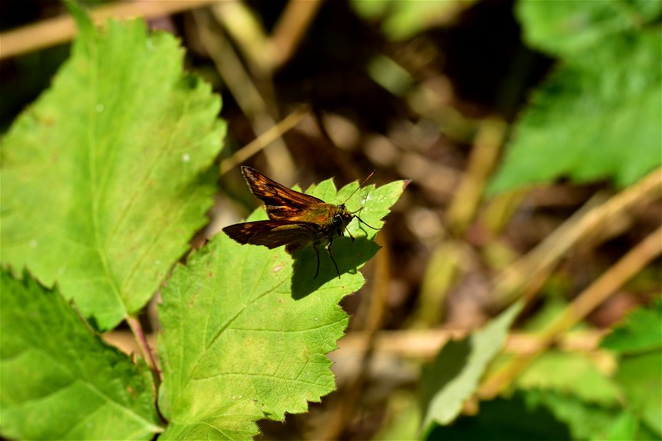 Living Insects on flower.