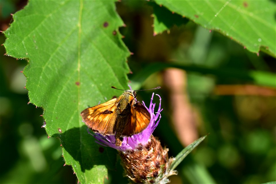 Living Insects on flower.