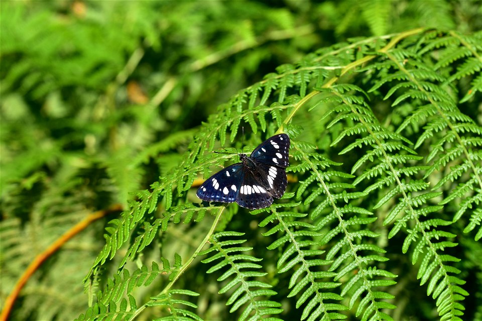 Living Insects on flower.