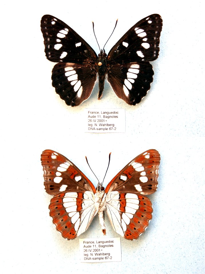 FRANCE.  Bagnoles, Aude,  MPE 2003, PRS 2005, Sys Bio 2008, PRS 2009, PRS 2011, PRS 2012,  Phylogenomics, Exemplar, PBStest,  <a href="http://nymphalidae.utu.fi/story.php?code=NW67-2" rel="nofollow