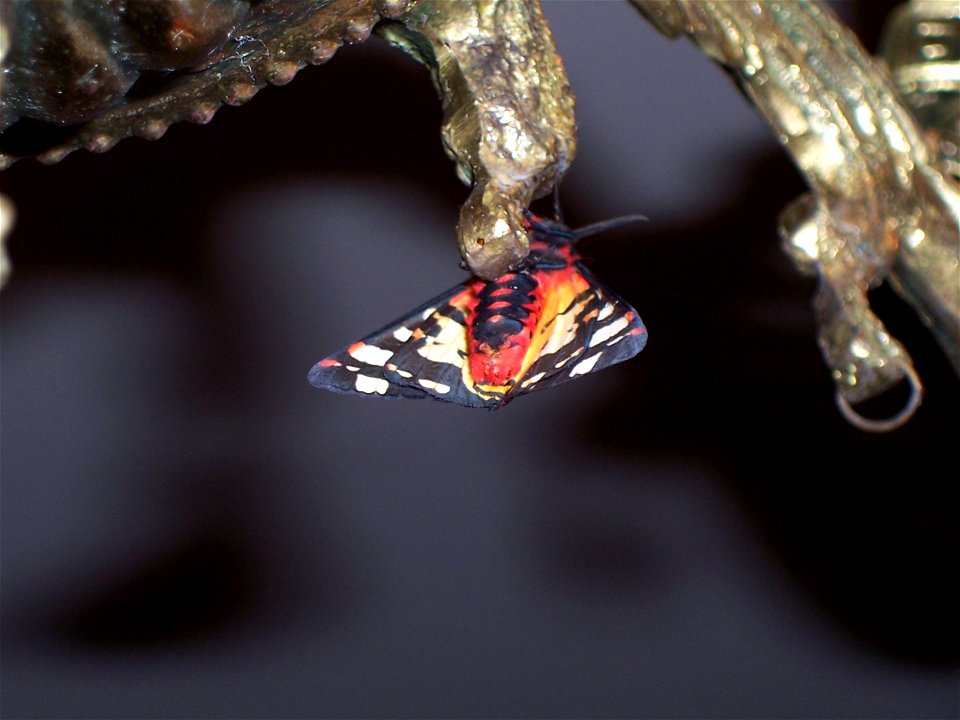 Unidentified Butterfly. Photographed in Tbilissi (Georgia)