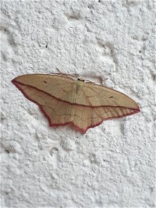 Blood Vein (Timandra comae)