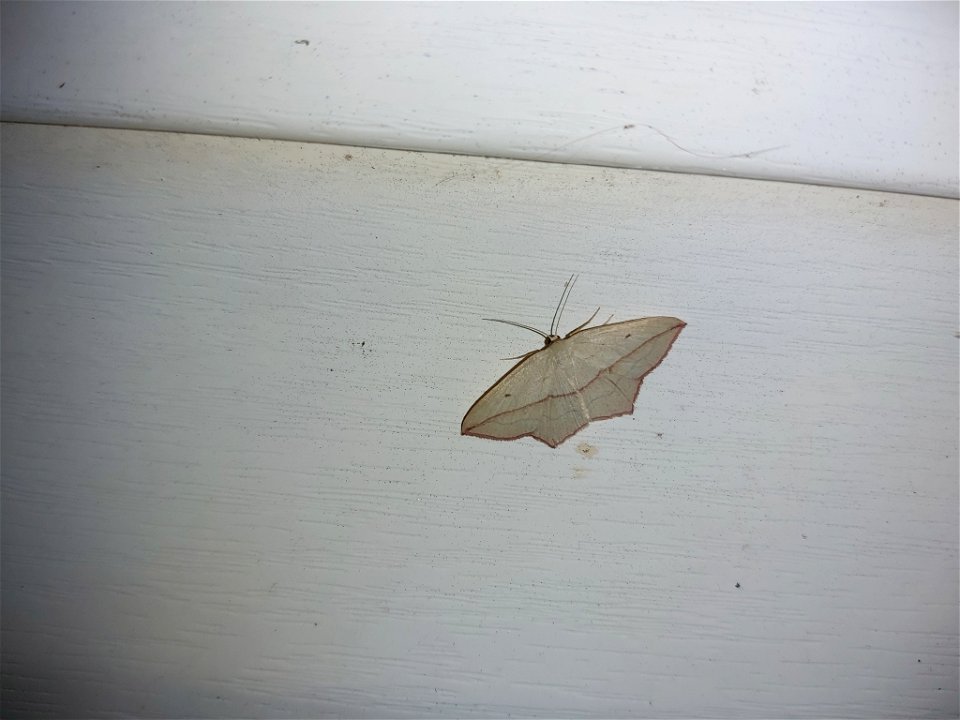 Blood Vein (Timandra comae)