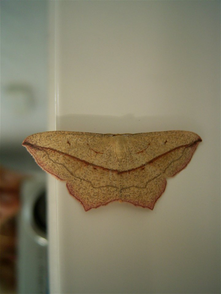 This photo shows Timandra comae