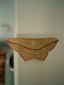 This photo shows Timandra comae