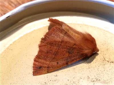 Feathered Thorn (Colotois pennaria)