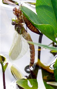 Aeshna juncea