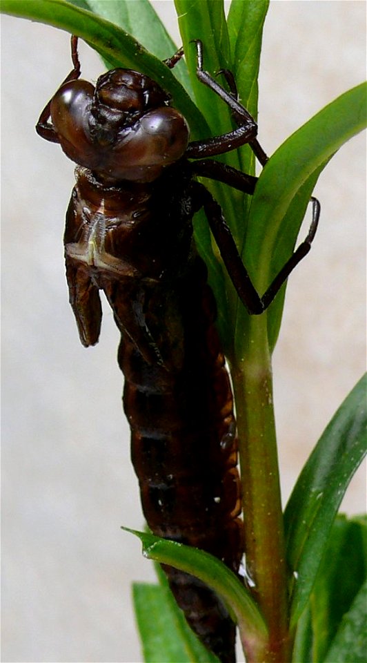 Aeshna juncea Schlupf