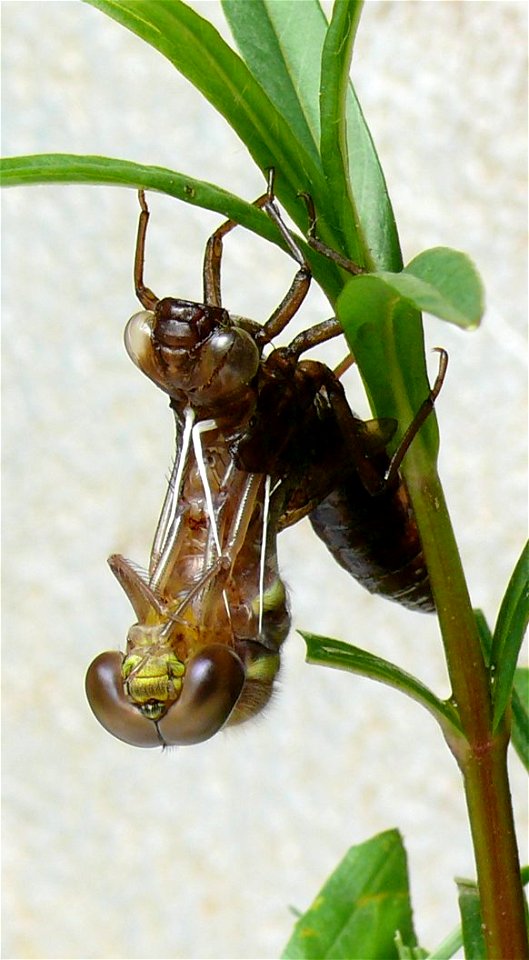 Aeshna juncea Schlupf