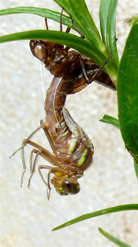 Aeshna juncea Schlupf
