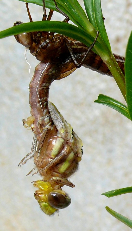 Aeshna juncea Schlupf