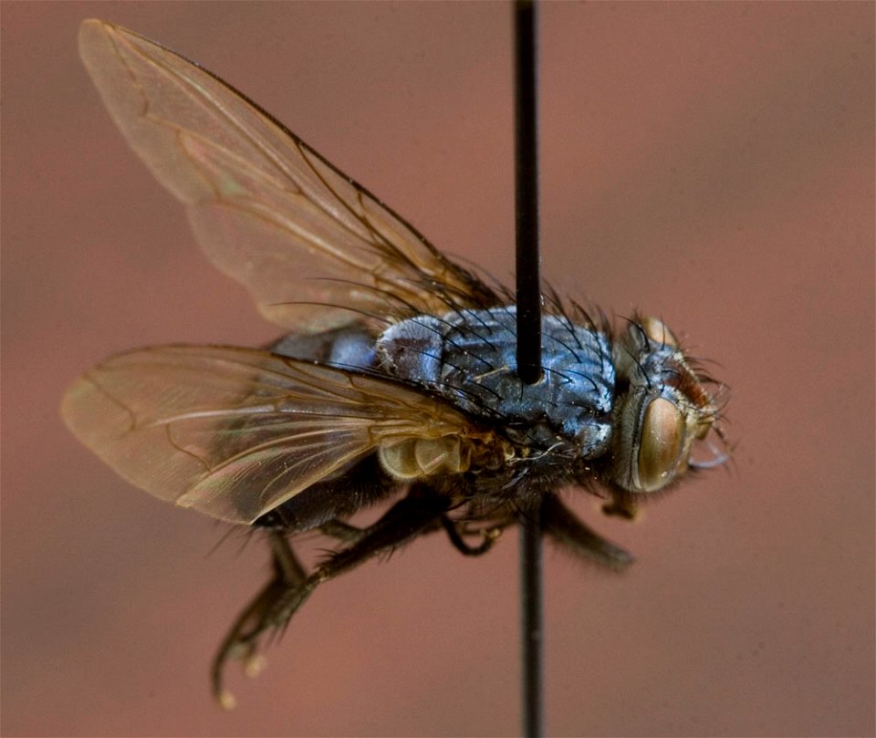 Calliphora Livida close-up