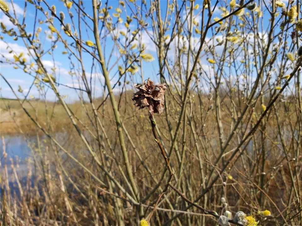 Rabdophaga rosaria (Loew, 1850), photographed in Kazokiškės, Lithuania