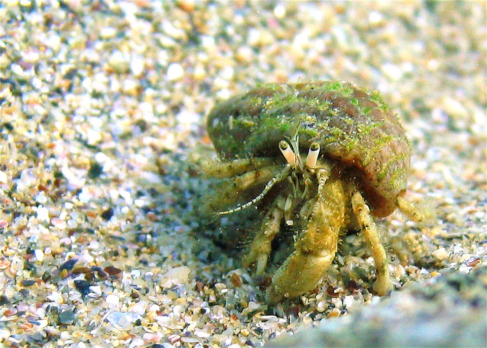 Small hermit crab, Diogenes pugilator, near Romanian coast of the Black Sea