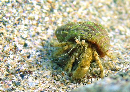 Small hermit crab, Diogenes pugilator, near Romanian coast of the Black Sea photo
