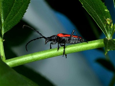Image title: Valley elderberry longhorn beetle male insect desmocerus californicus dimorphus Image from Public domain images website, http://www.public-domain-image.com/full-image/fauna-animals-public photo