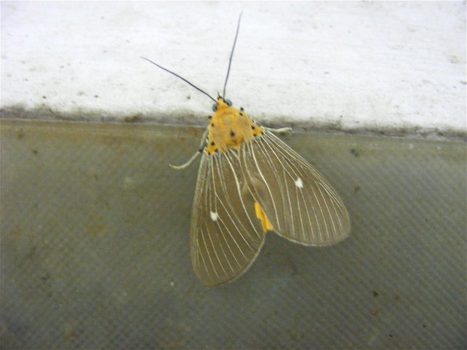 Thanks Alka Vaidya for id
