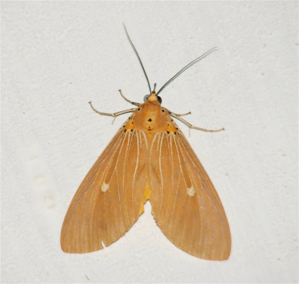 Moth_Noctuidae_Asota Caricae