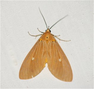 Moth_Noctuidae_Asota Caricae