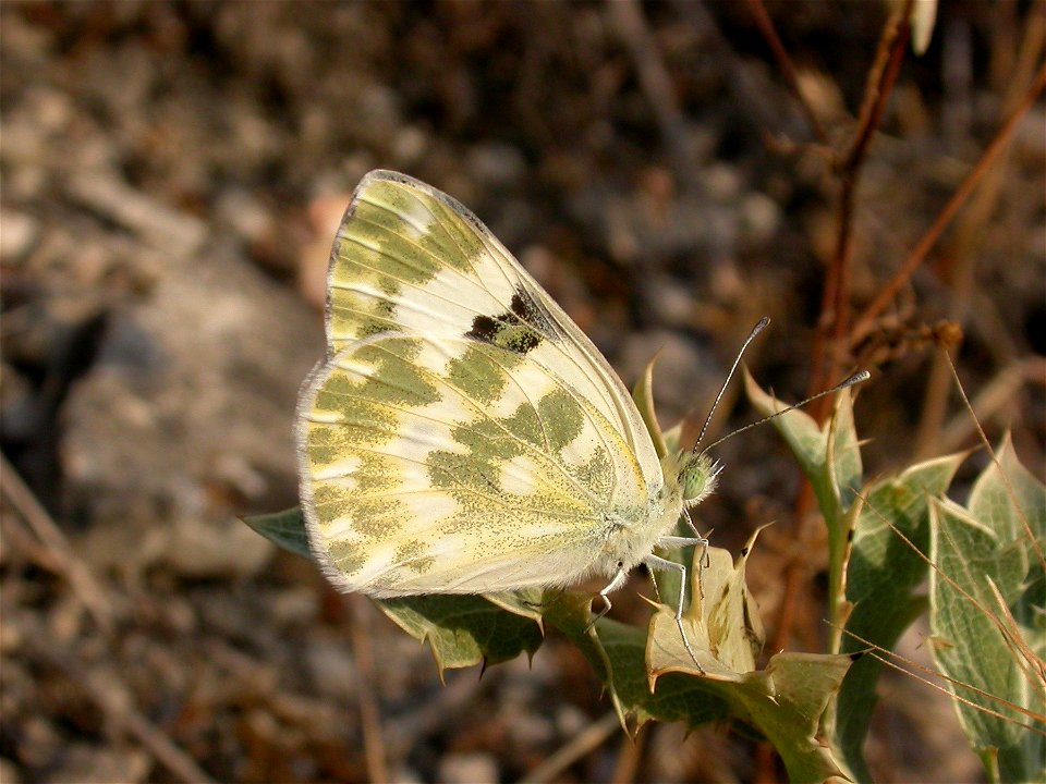 Pontia dalplidice (Pieridae). Rivas Vaciamadrid, Madrid, España.