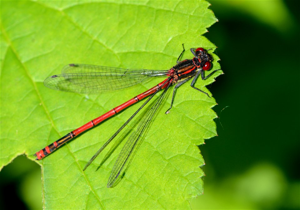 Frühe Adonislibelle photo