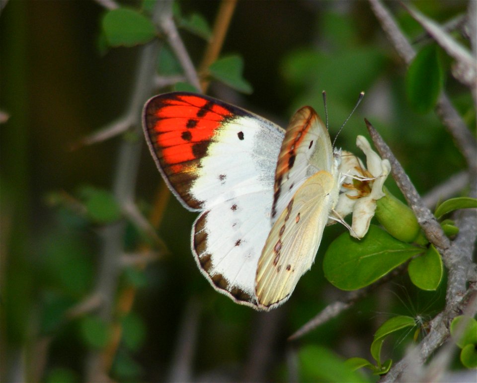 Crimson Tip_Colotis Danae photo